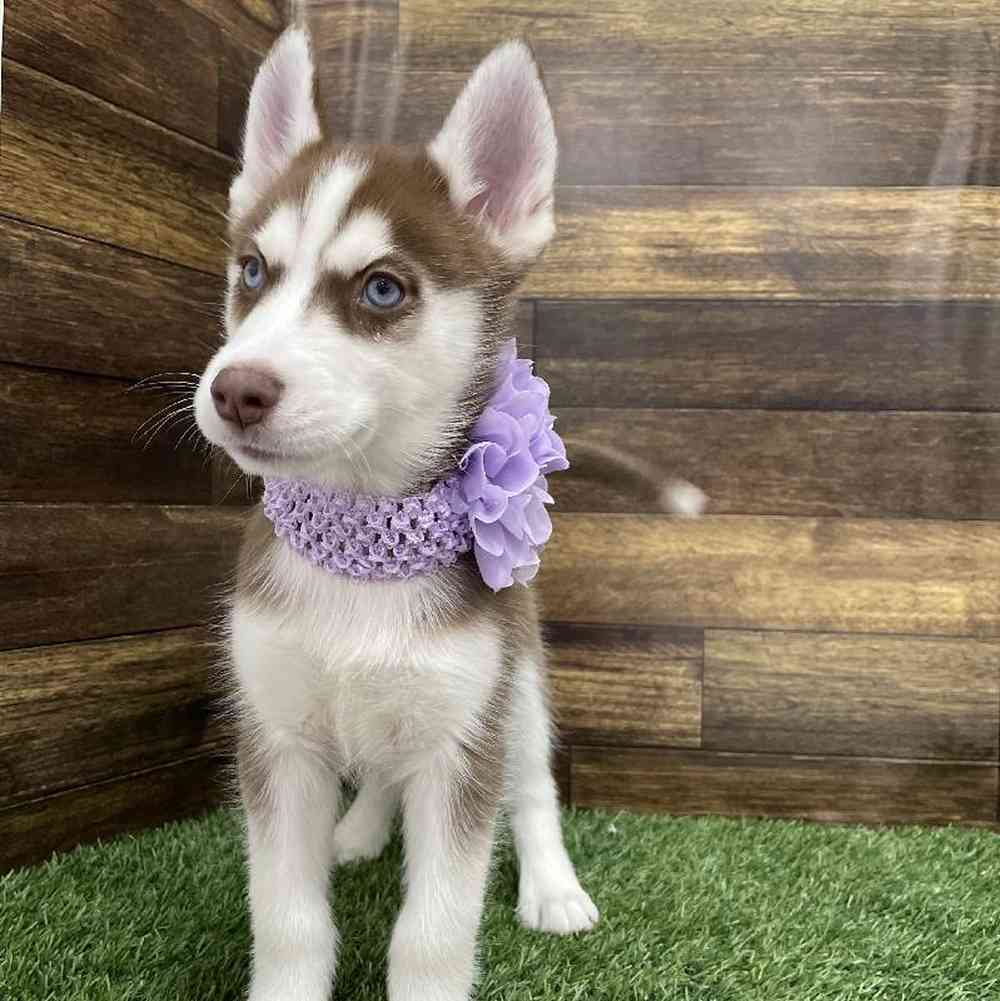 Female Siberian Husky Puppy for Sale in Braintree, MA