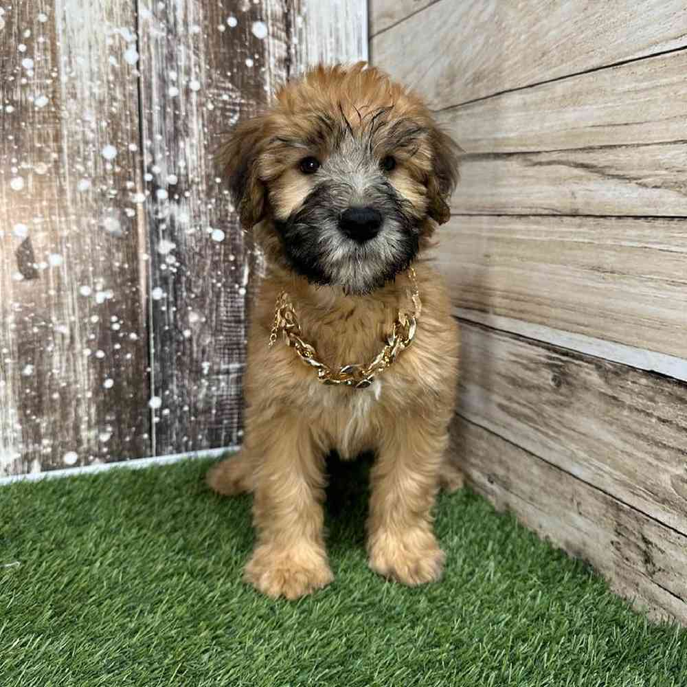 Male Soft Coated Wheaten Terrier Puppy for Sale in Saugus, MA