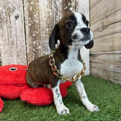 Male Boglen Terrier Puppy for Sale in Saugus, MA