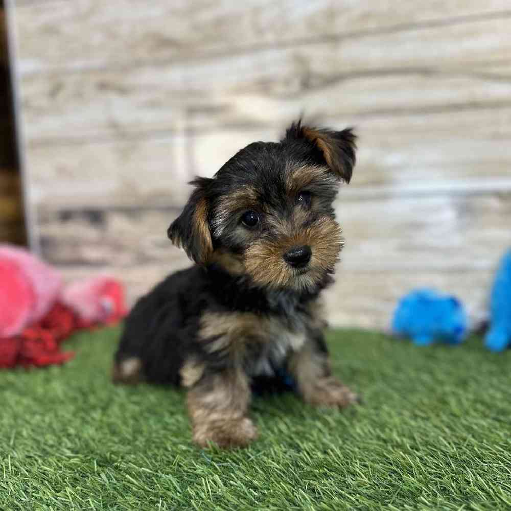 Male Yorkshire Terrier Puppy for Sale in Saugus, MA