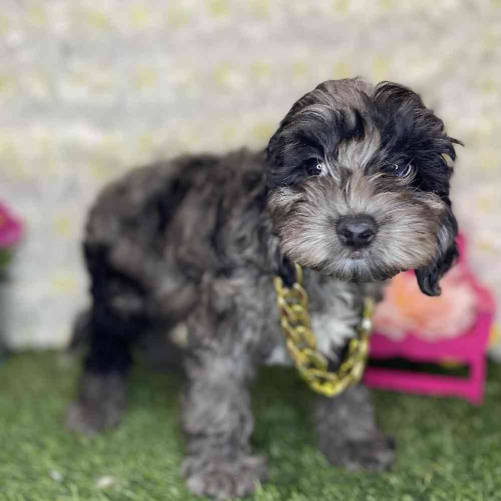Male Cockapoo Puppy for Sale in Braintree, MA