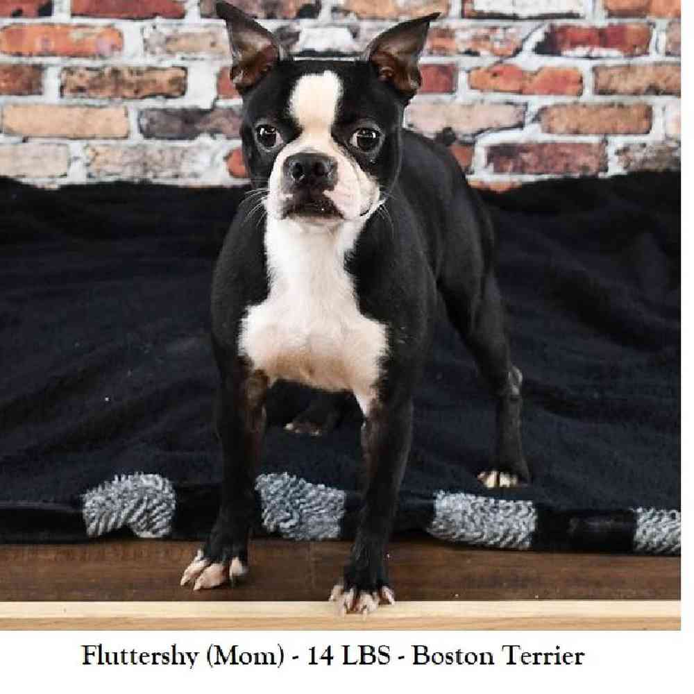 Male Boston Terrier Puppy for Sale in Braintree, MA