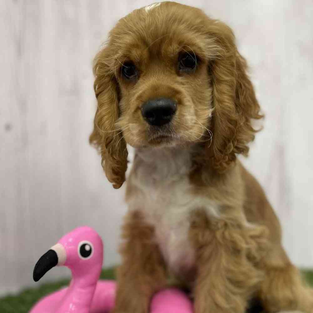 Male Cocker Spaniel Puppy for Sale in Braintree, MA