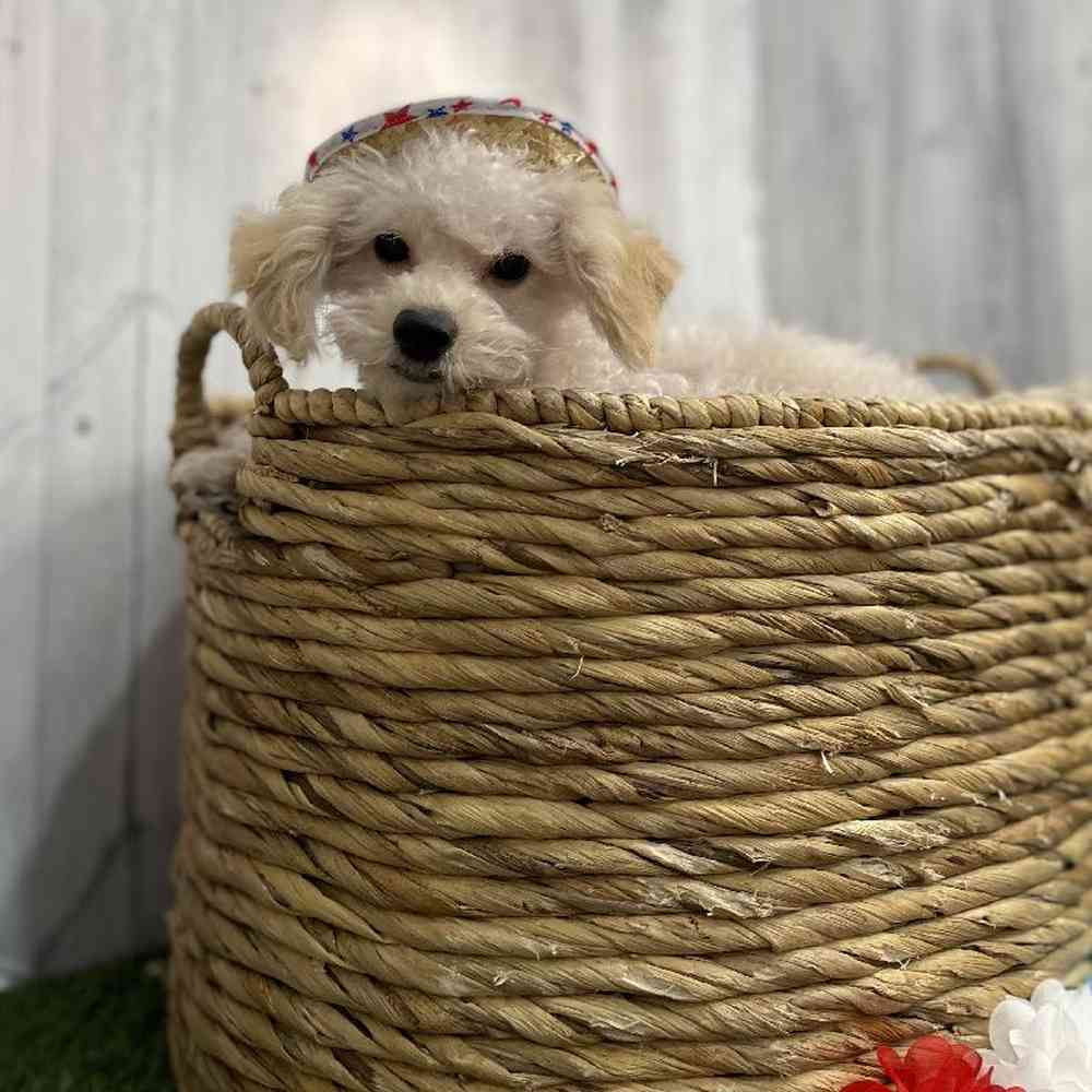Male Poodle (MINI) Puppy for sale