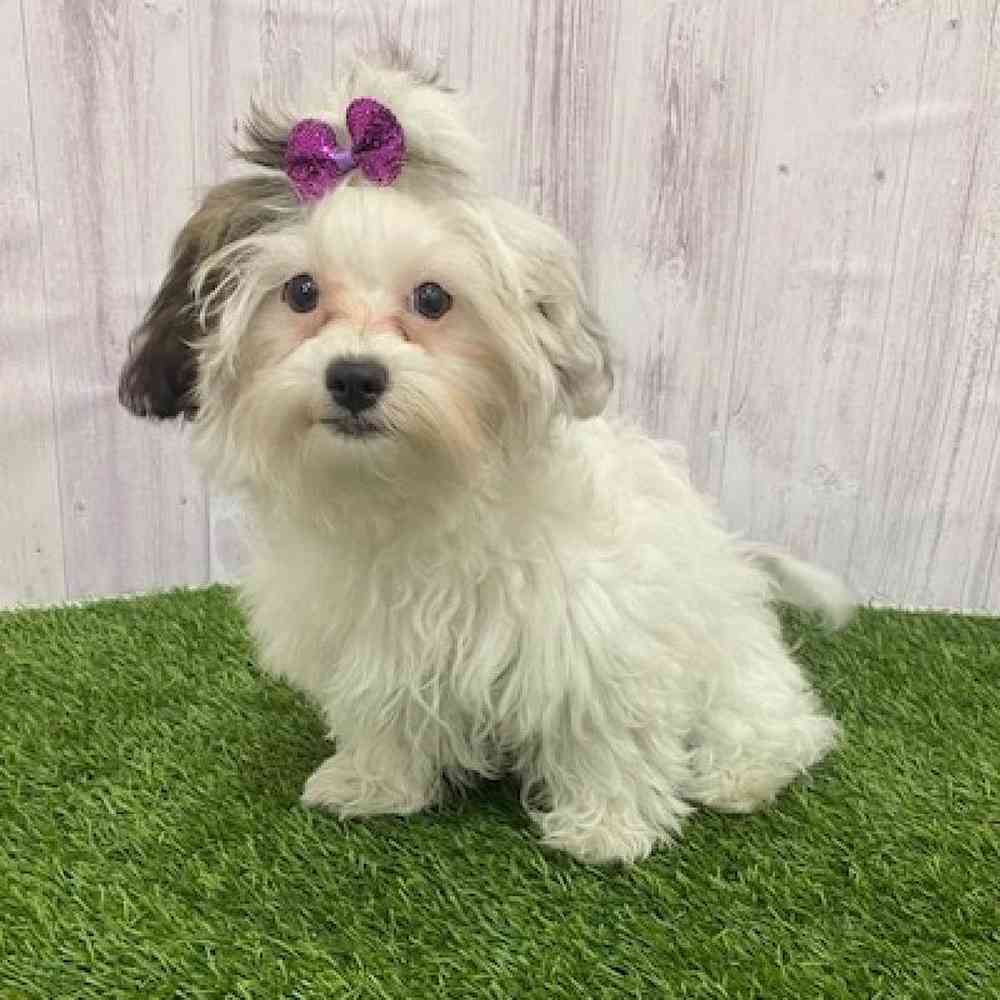 Female Shih-Poo Puppy for Sale in Braintree, MA