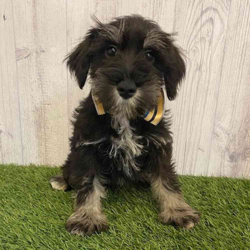 Male Miniature Schnauzer Puppy for sale