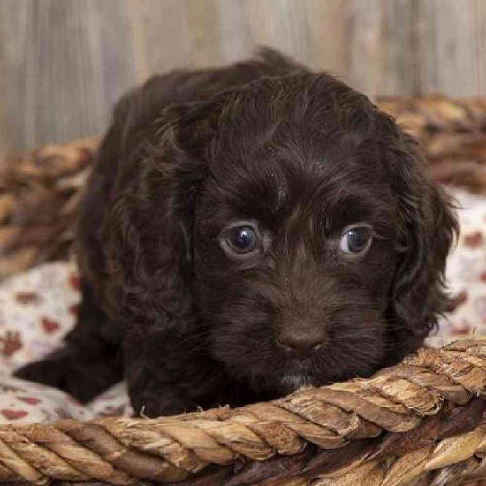 Male Cock-A-Poo Puppy for sale