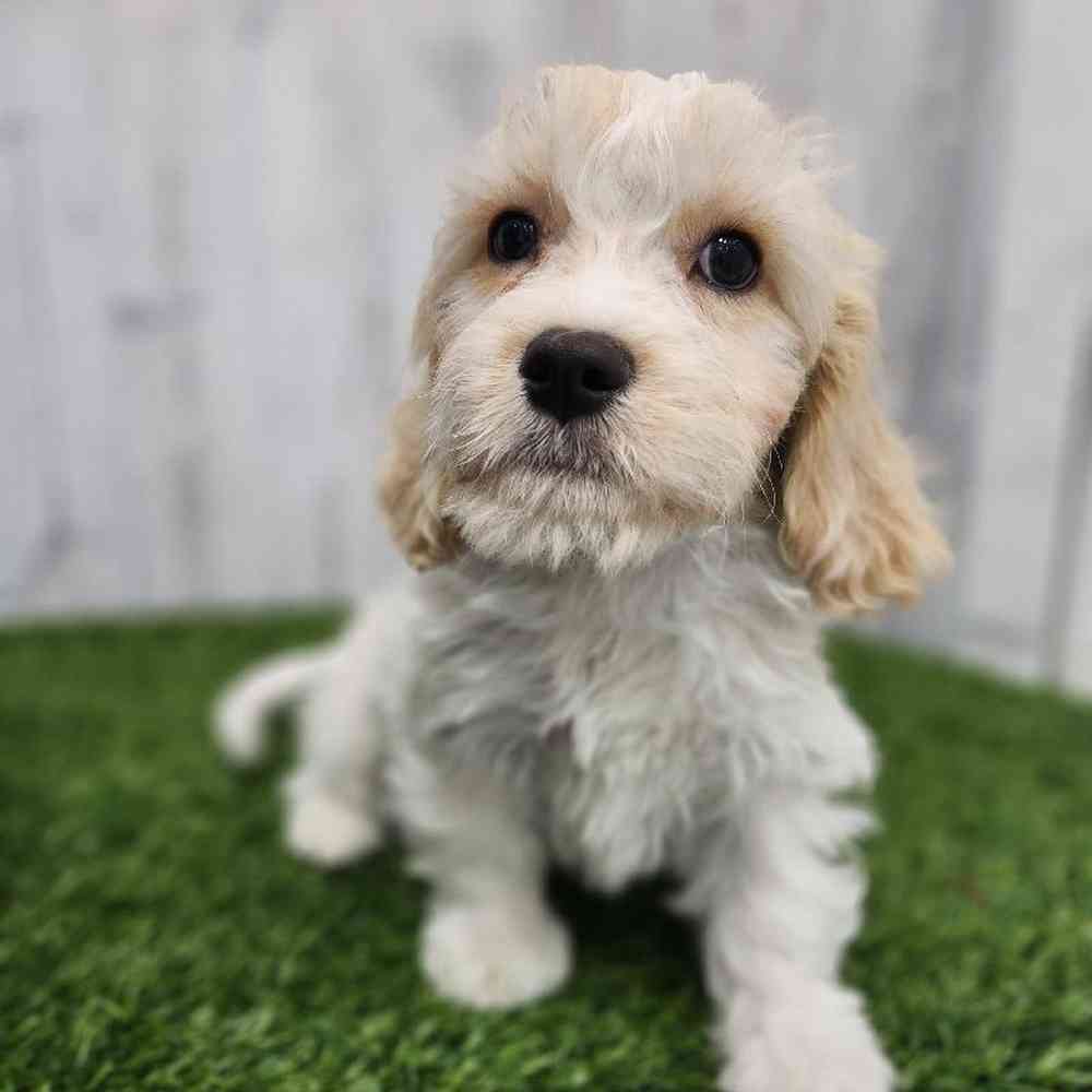 Male Cavachon Puppy for Sale in Braintree, MA