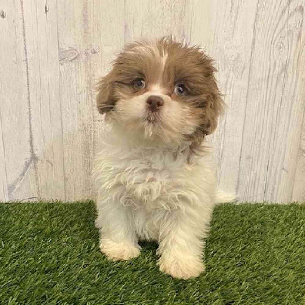 Female Shih-Poo Puppy for sale