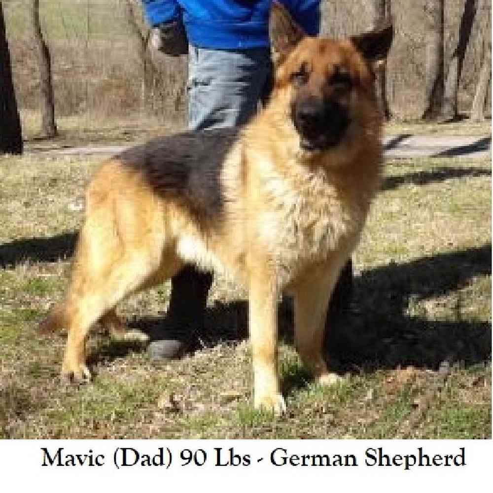 Male German Shepherd Dog Puppy for Sale in Saugus, MA