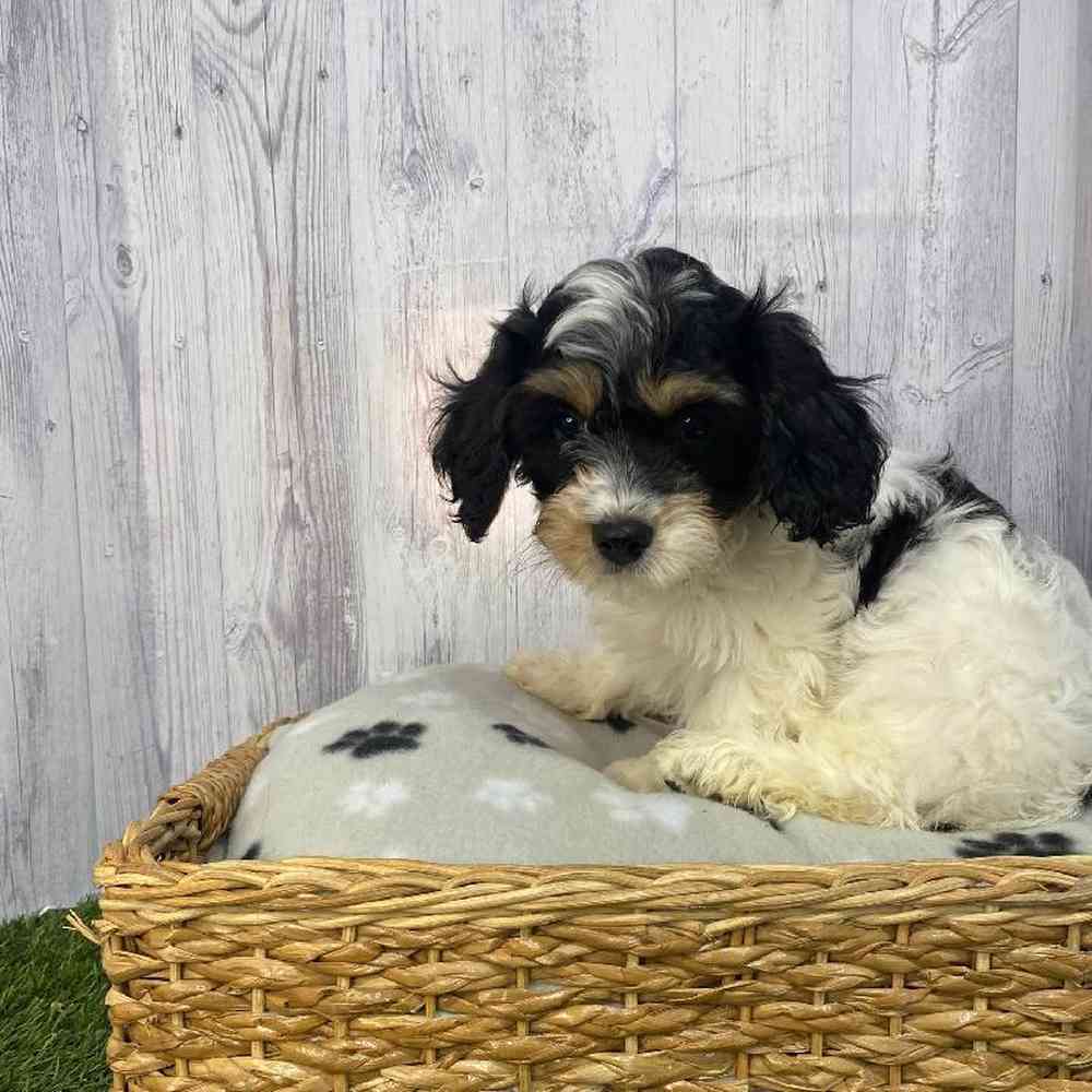 Male Cavachon Puppy for Sale in Saugus, MA