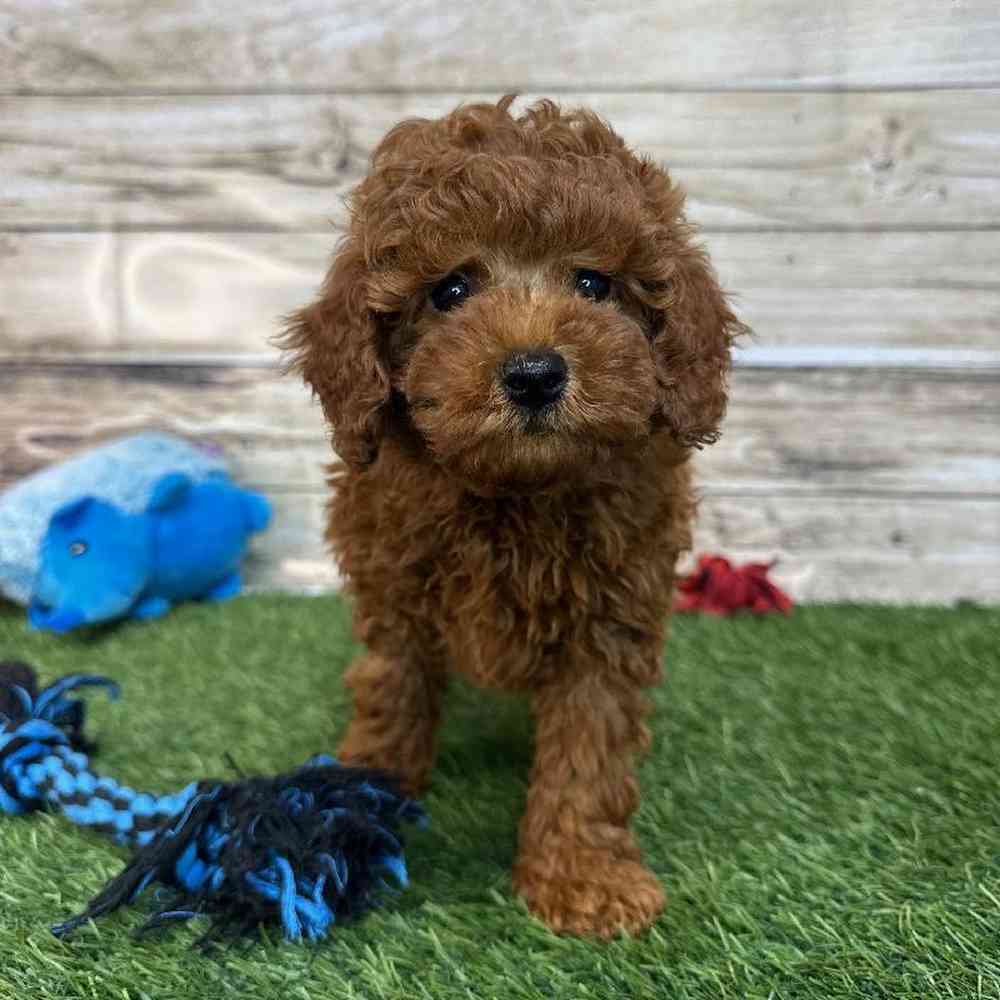 Male Mini Labradoodle 2nd Gen Puppy for Sale in Saugus, MA