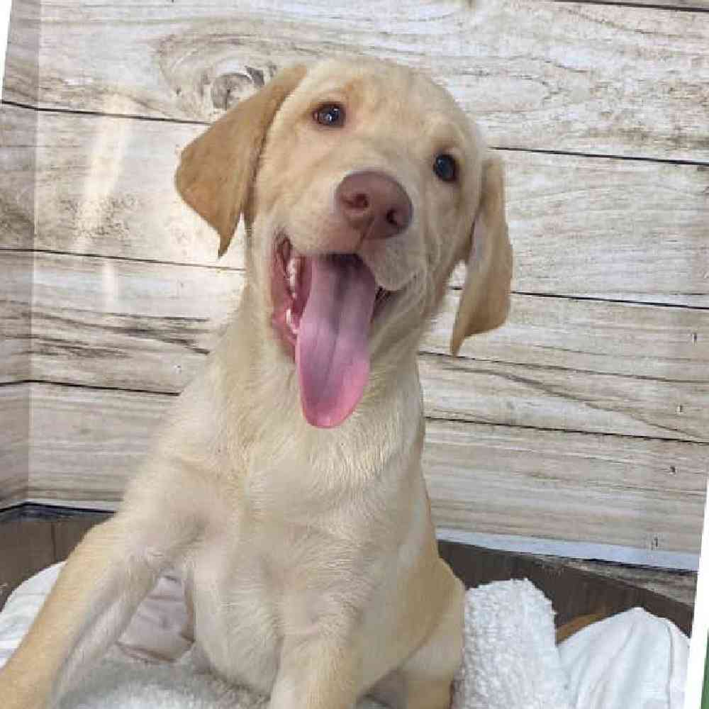 Male Labrador Retriever Puppy for Sale in Saugus, MA
