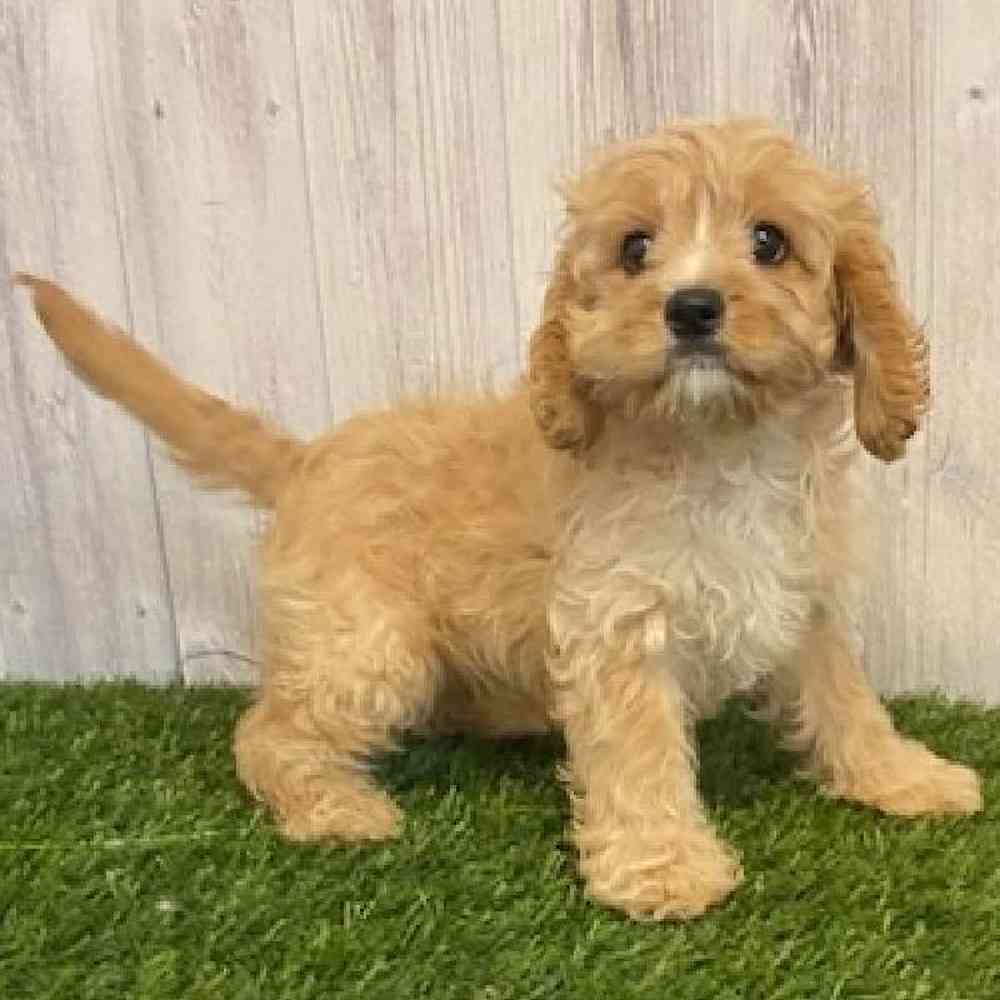 Male Cavapoo Puppy for sale