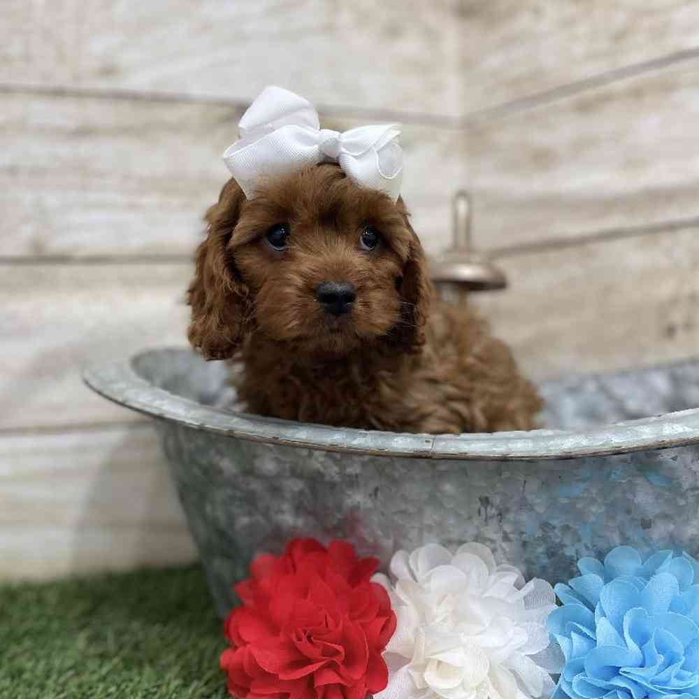 Female Cavapoo Puppy for Sale in Braintree, MA