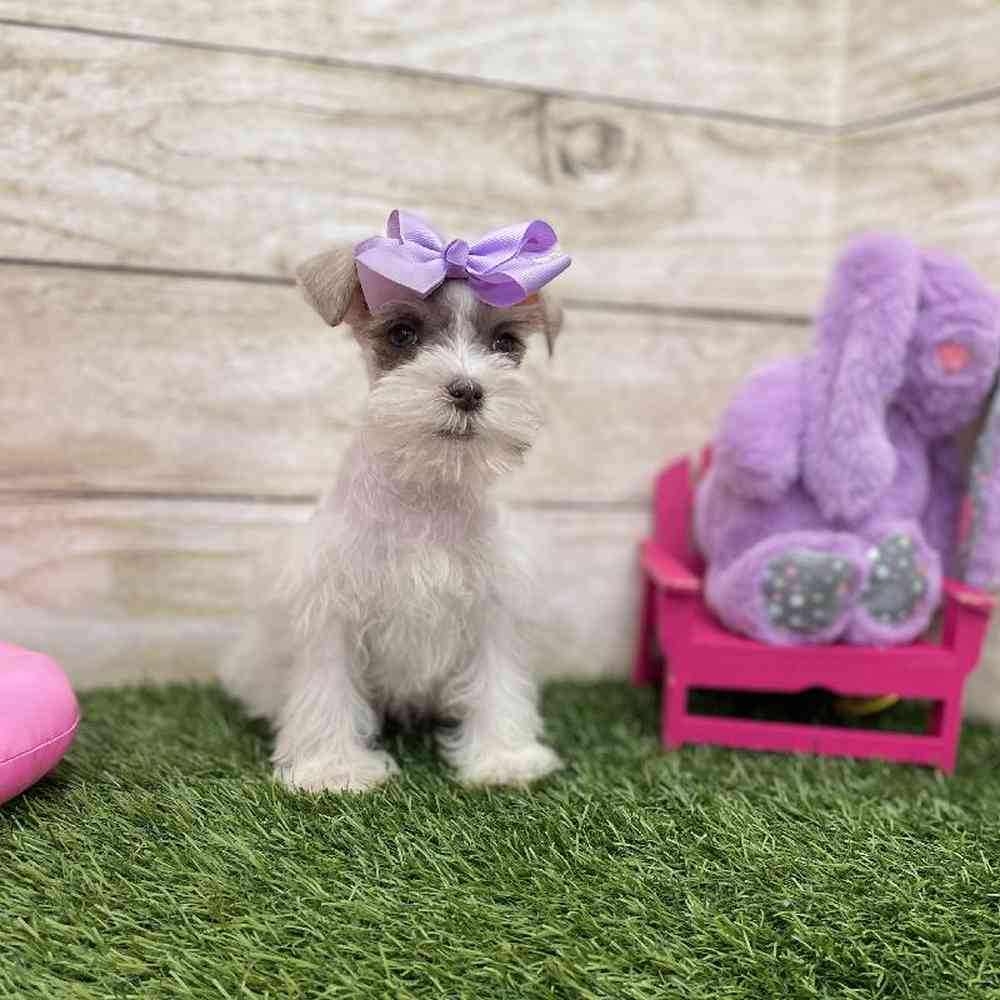 Female Miniature Schnauzer Puppy for Sale in Braintree, MA