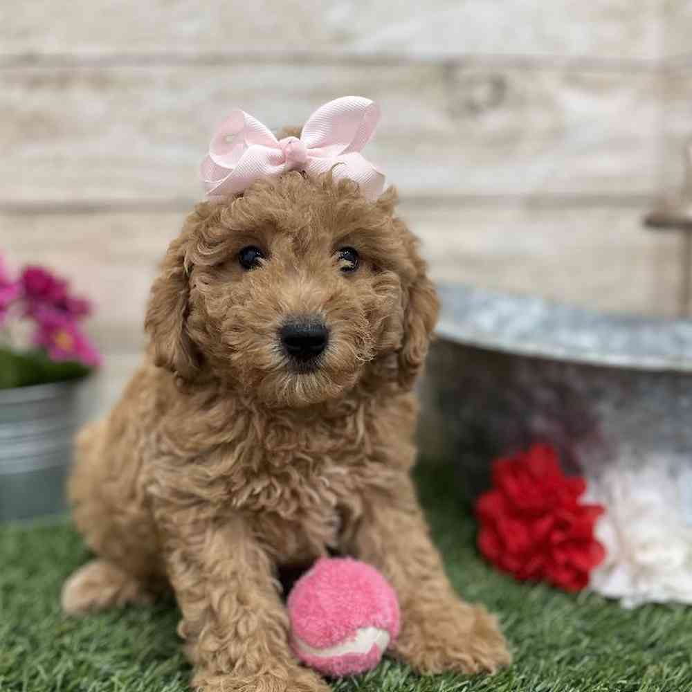 Female Mini Labradoodle 2nd Gen Puppy for Sale in Braintree, MA