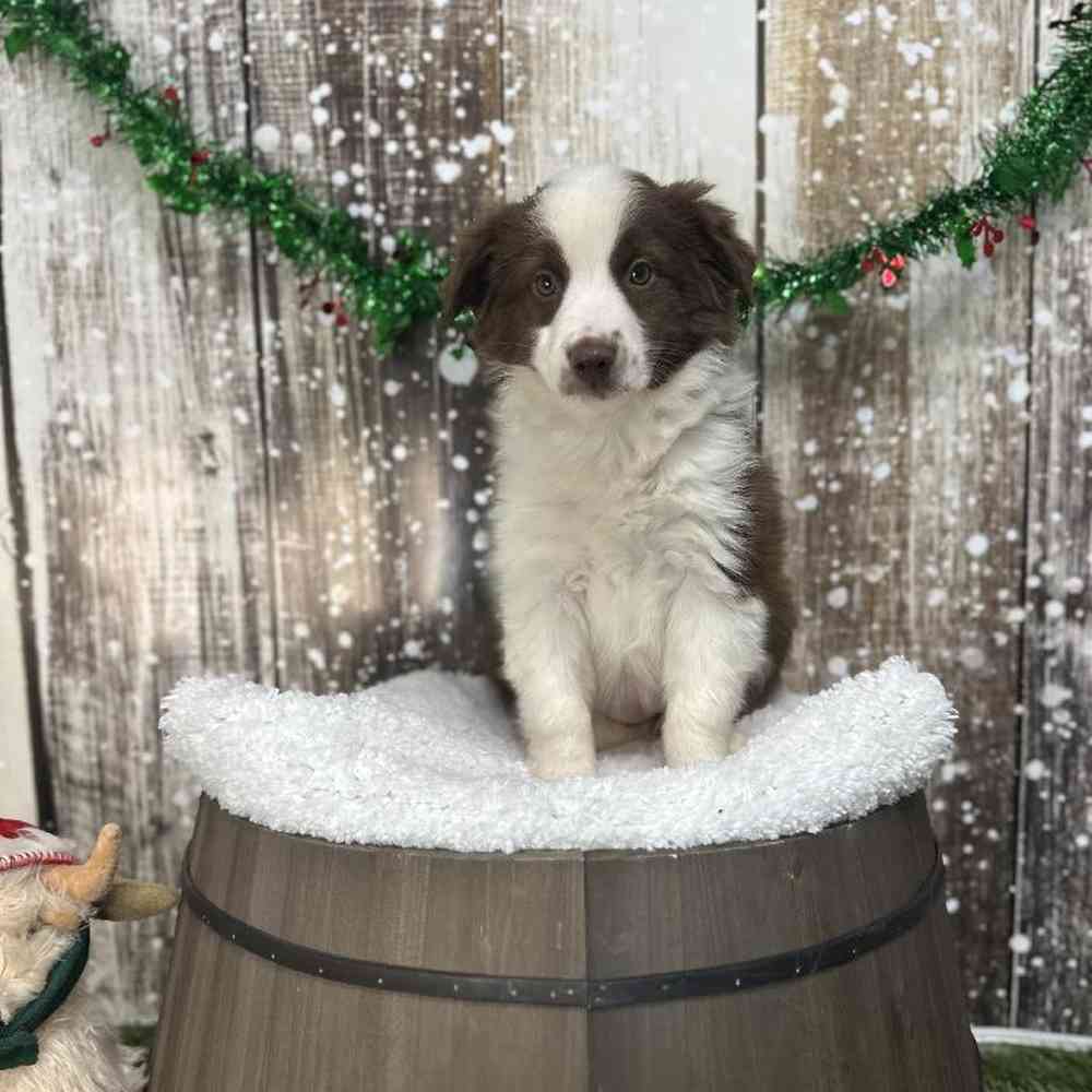 Female Miniature Australian Shepherd Puppy for Sale in Saugus, MA