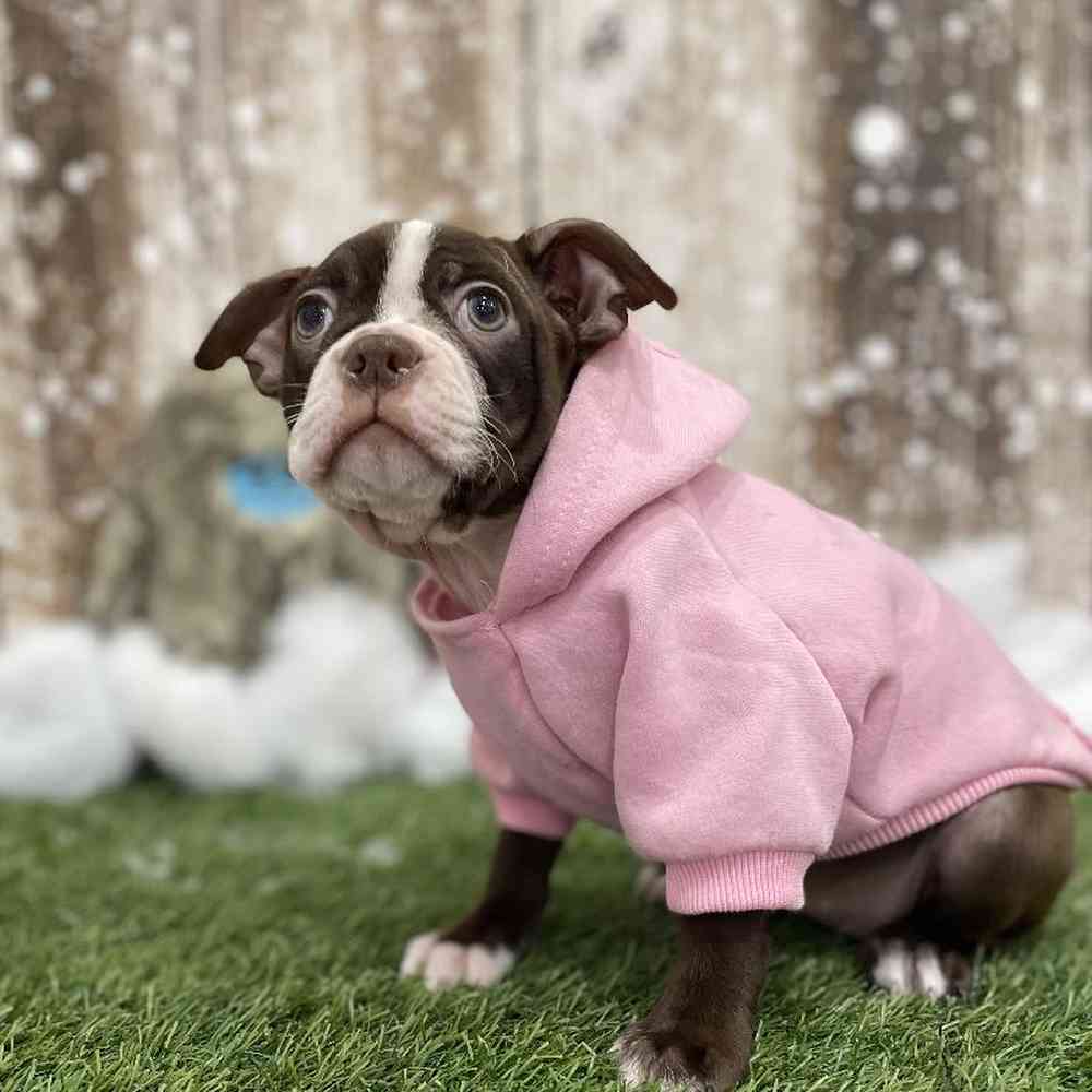 Female Boston Terrier Puppy for Sale in Braintree, MA