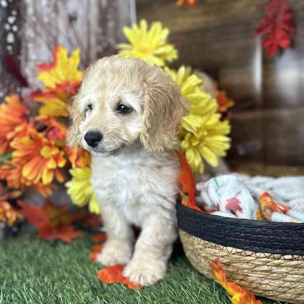 Male Cockapoo 2nd Gen Puppy for Sale in Saugus, MA