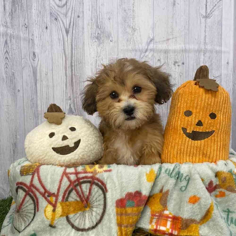 Male La-Chon Puppy for Sale in Saugus, MA