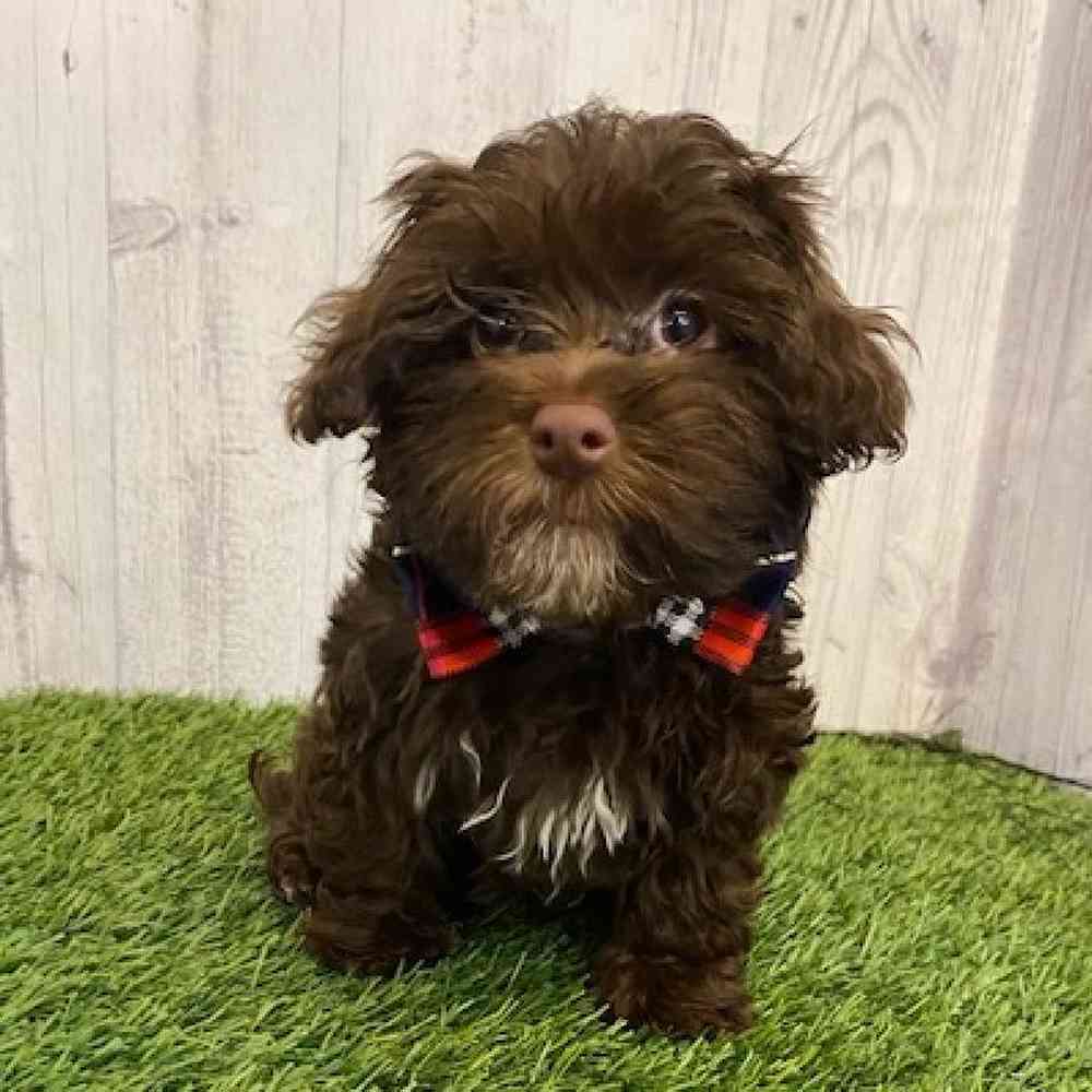 Male Havanese Puppy for sale