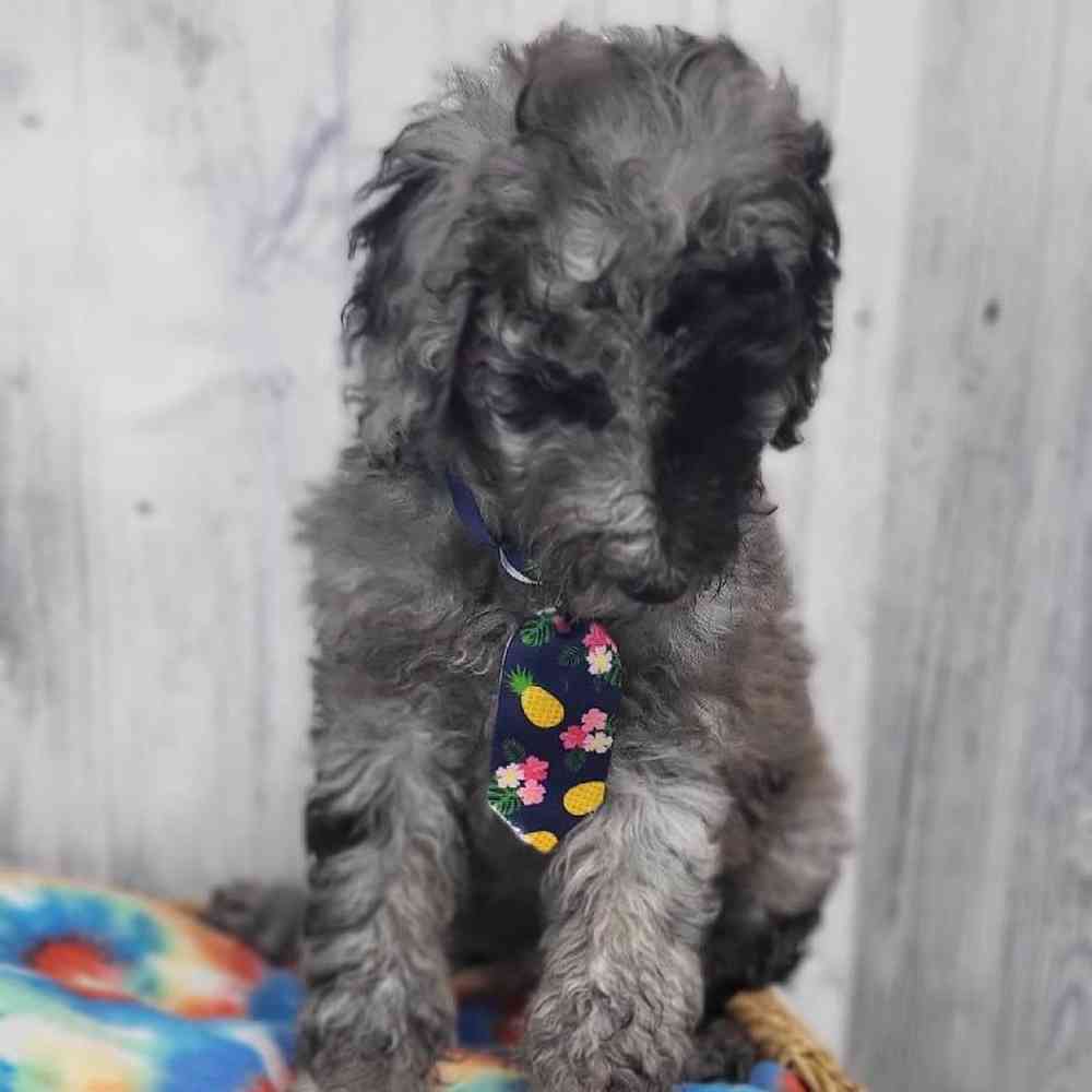 Male Poodle Moyen (Medium) Puppy for Sale in Saugus, MA