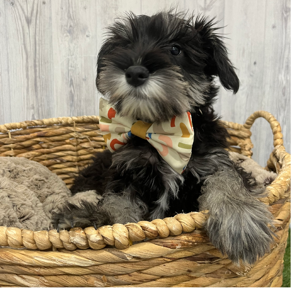 Male Miniature Schnauzer Puppy for Sale in Braintree, MA