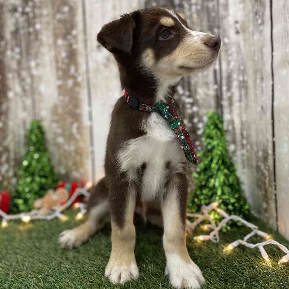 Male Australian Husky Puppy for Sale in Braintree, MA