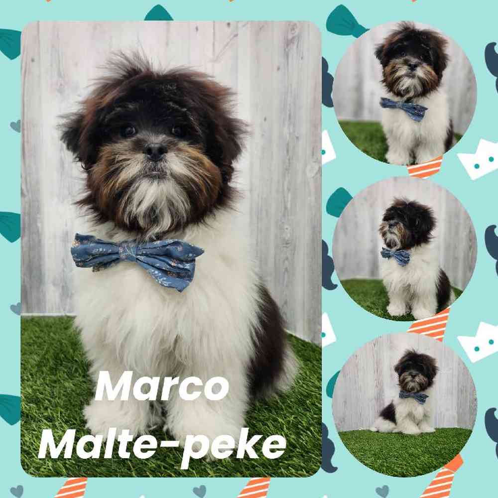 Male Malte-peke Puppy for Sale in Braintree, MA