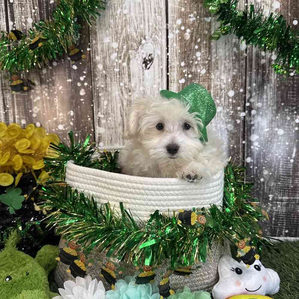 Male Malti-Poo Puppy for Sale in Saugus, MA