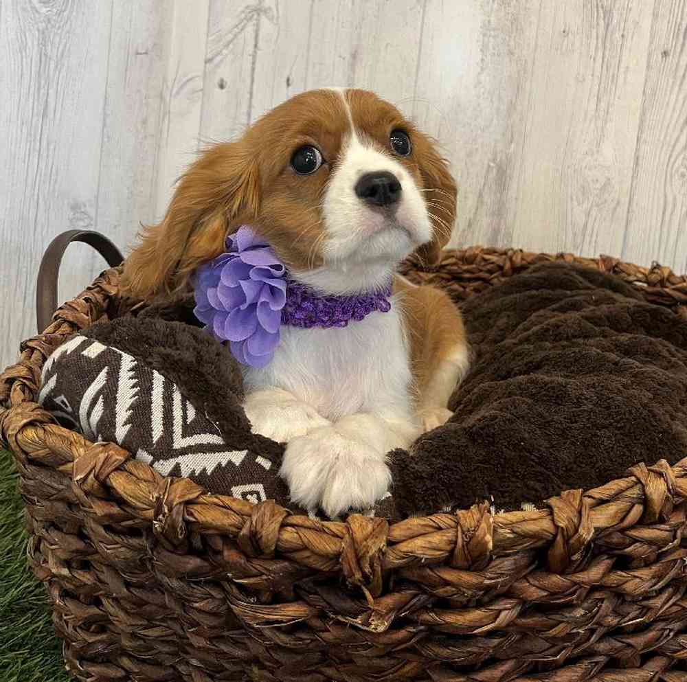 Female Cavalier King Charles Spaniel Puppy for Sale in Saugus, MA