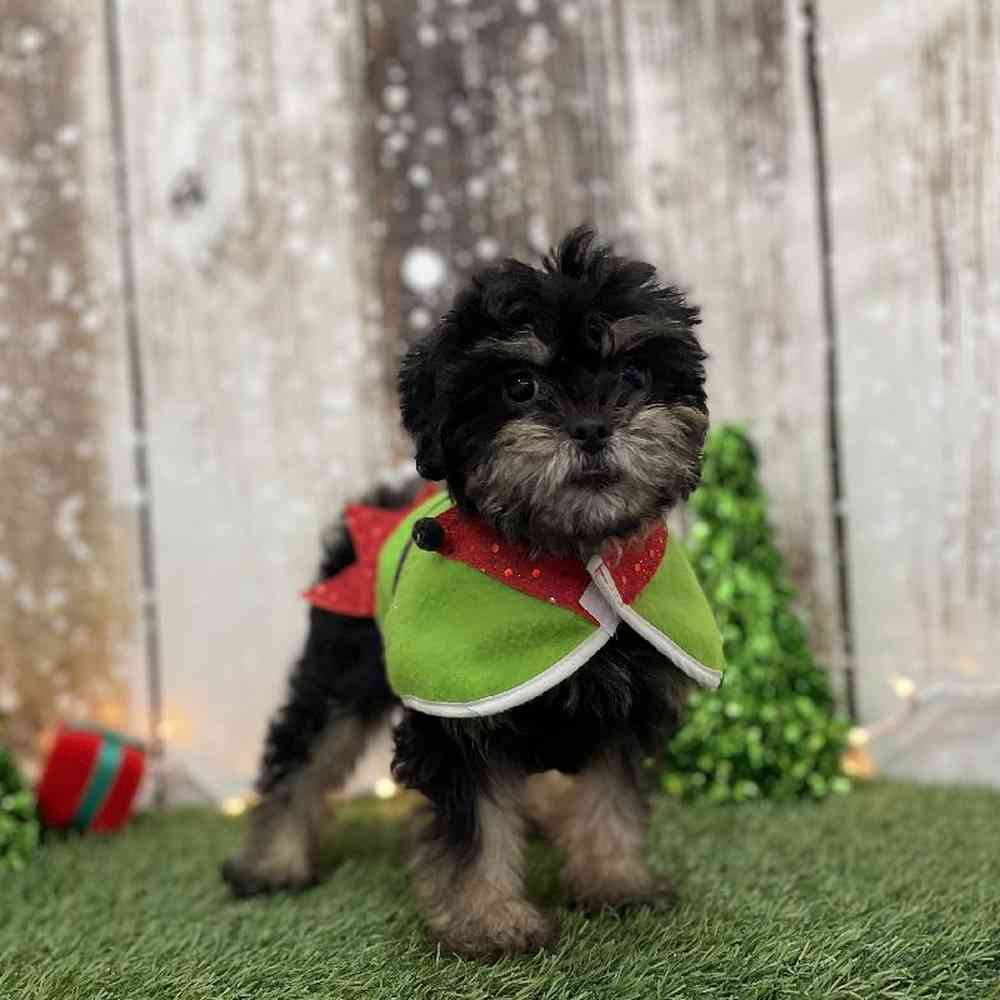 Male Broodle Giffon Puppy for Sale in Braintree, MA