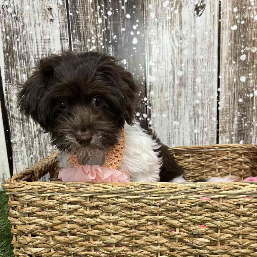 Female Havanese Puppy for Sale in Saugus, MA