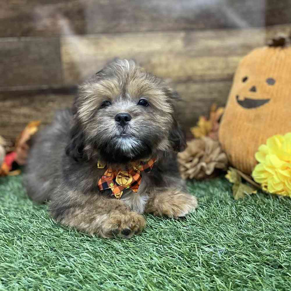 Male Lhasa Apso Puppy for Sale in Braintree, MA