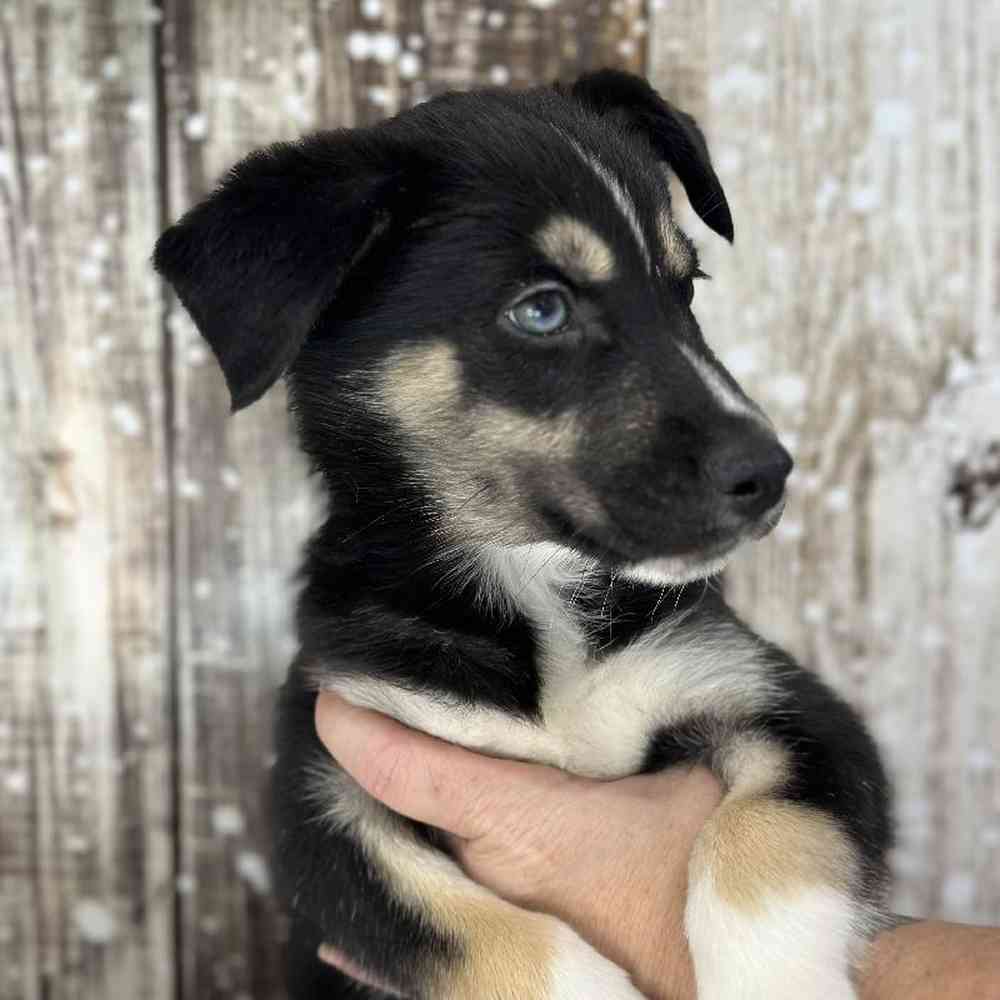 Male Australian Husky Puppy for Sale in Saugus, MA