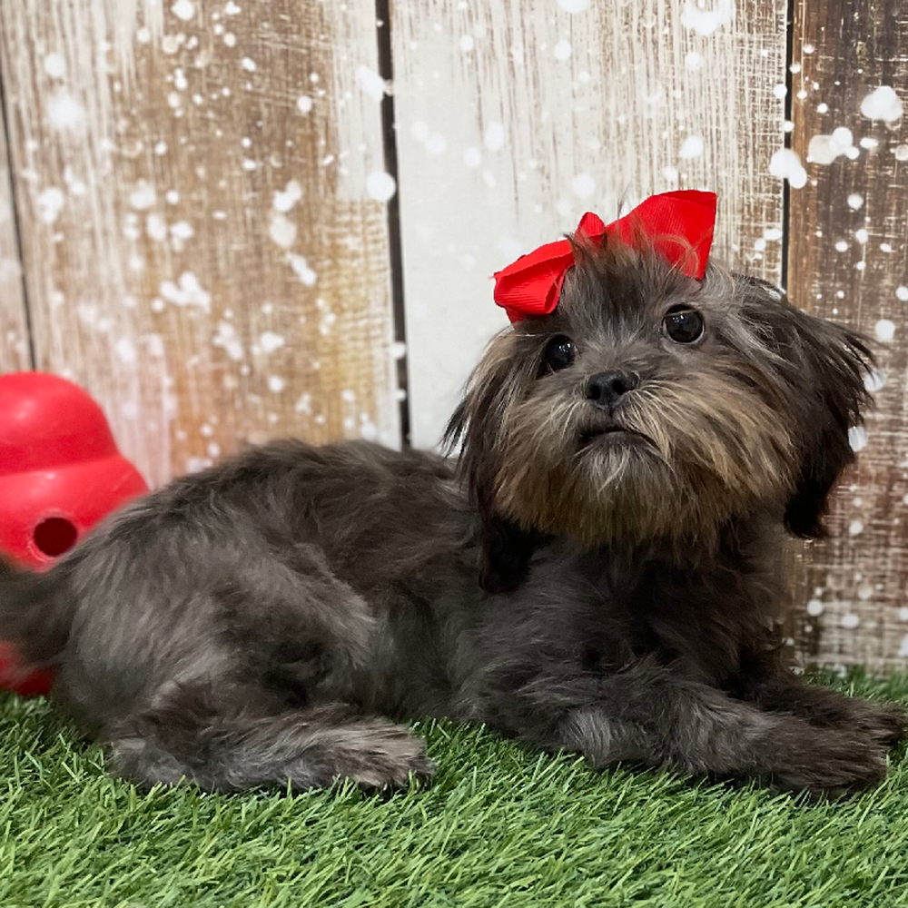 Female Malshi Puppy for Sale in Braintree, MA