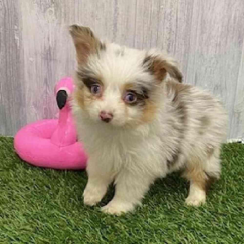 Male Toy Australian Shepherd Puppy for Sale in Braintree, MA