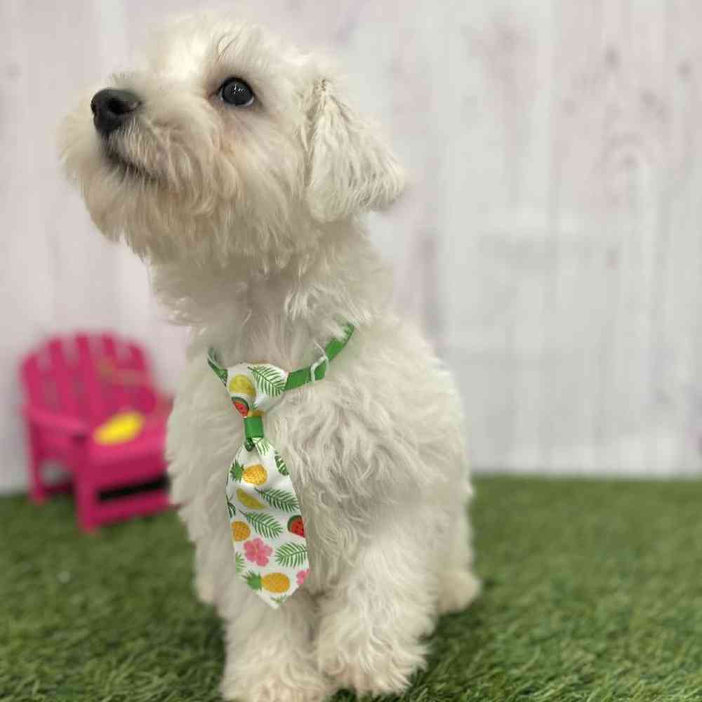 Male Chonzer (Bichon/Min Schnauzer) Puppy for Sale in Braintree, MA