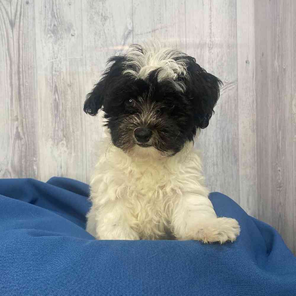 Male Havapoo Puppy for Sale in Saugus, MA
