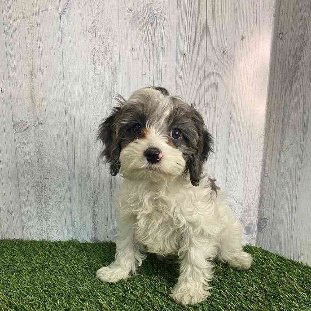 Male Cavapoo Puppy for sale