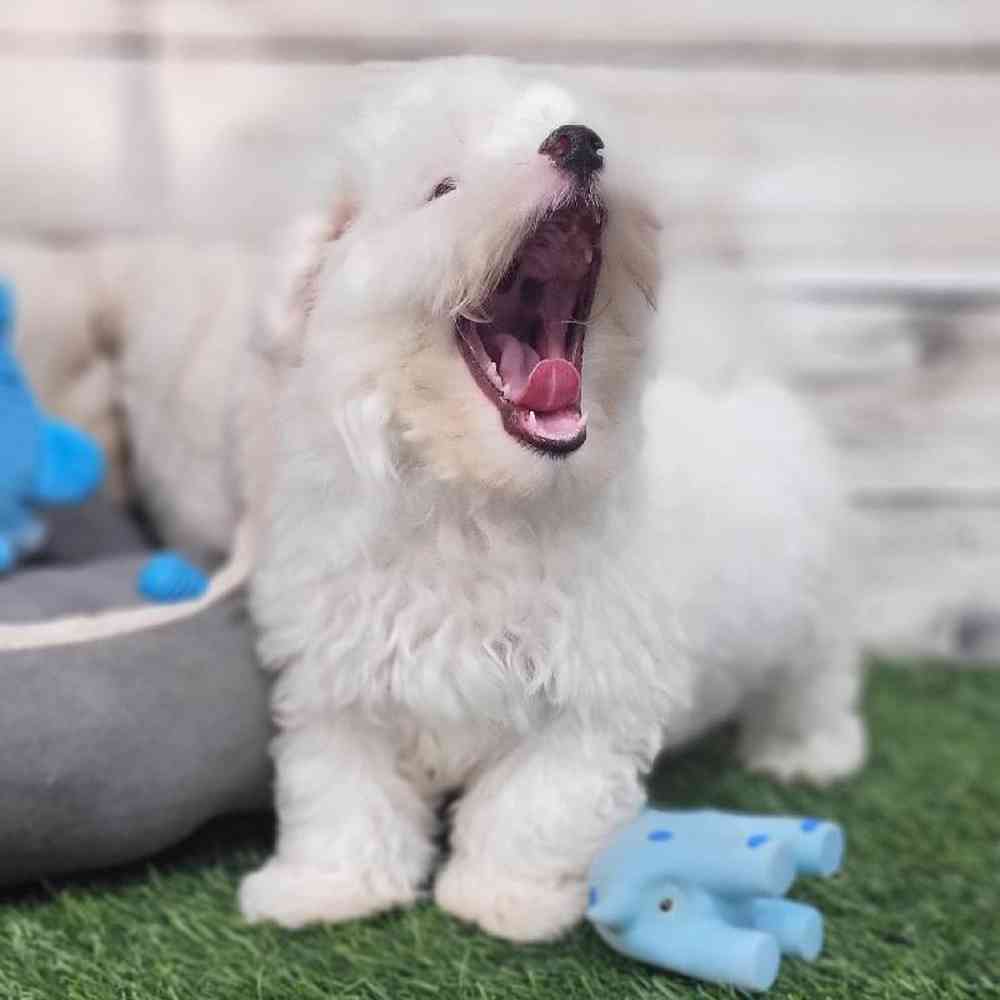 Male Coton De Tulear Puppy for Sale in Saugus, MA