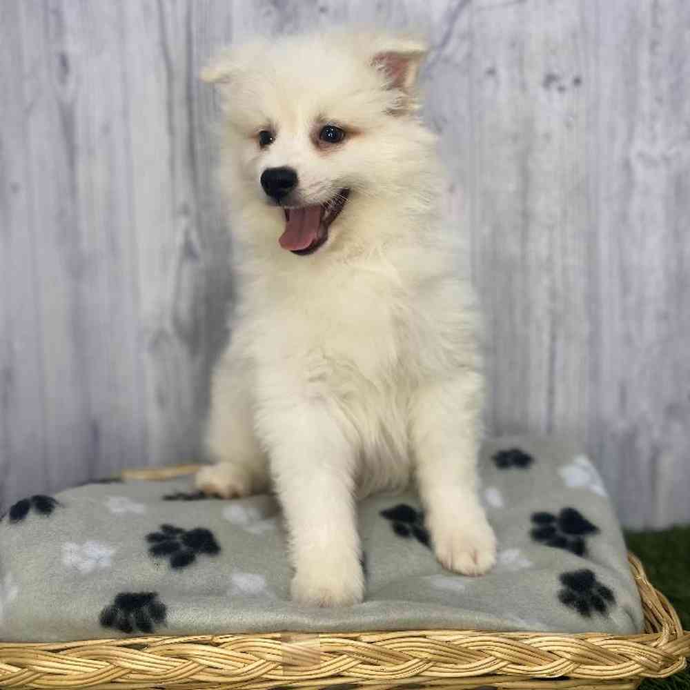 Male American Eskimo Puppy for Sale in Saugus, MA