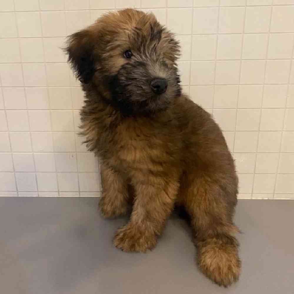 Male Soft Coated Wheaten Terrier Puppy for sale