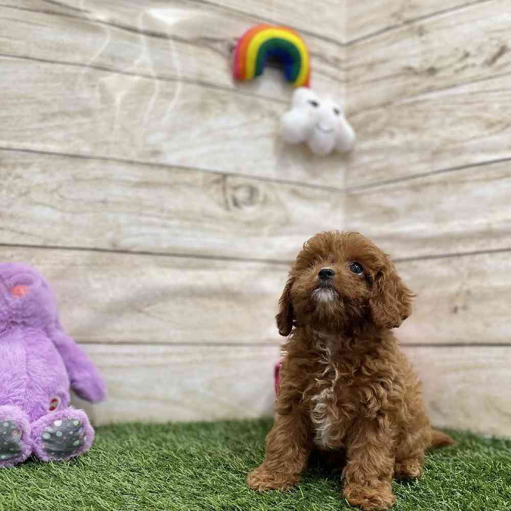 Male Cavapoo Puppy for Sale in Braintree, MA