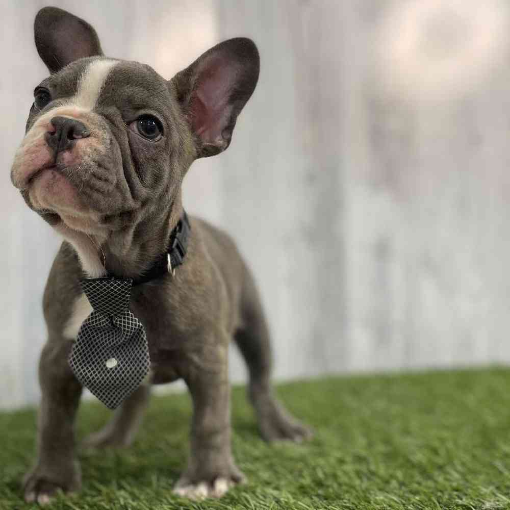 Male French Bulldog Puppy for sale