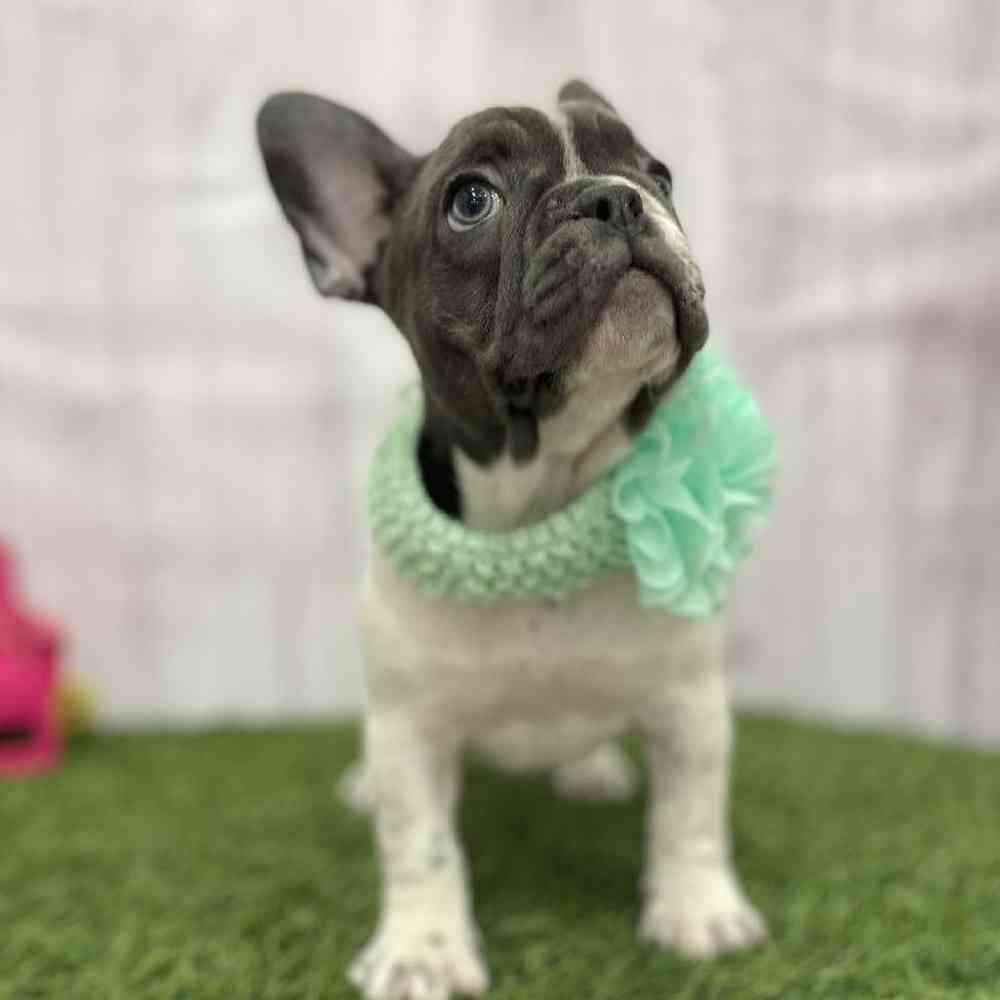 Female French Bulldog Puppy for Sale in Braintree, MA