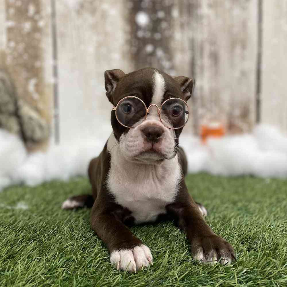 Female Boston Terrier Puppy for Sale in Braintree, MA