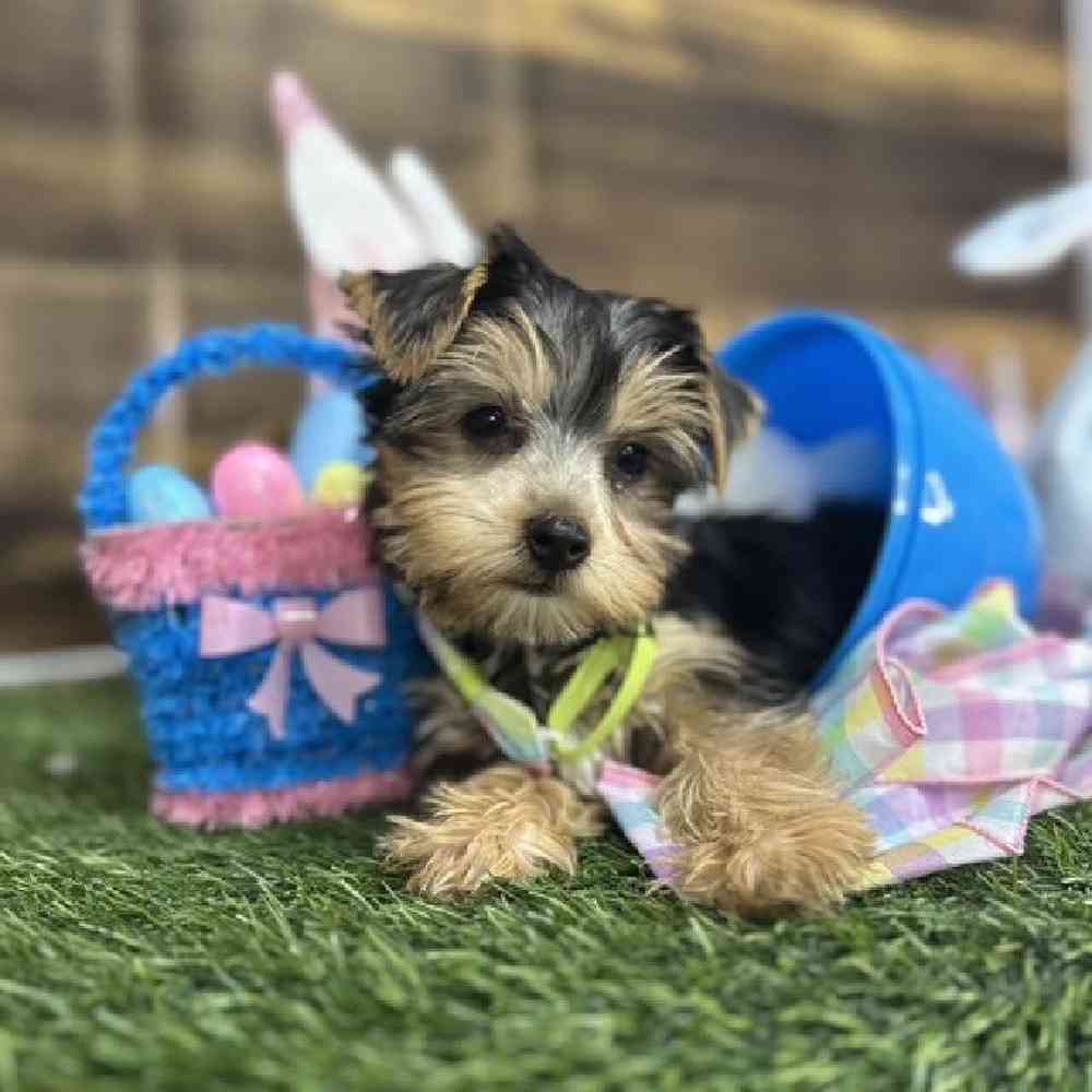 Male Yorkshire Terrier Puppy for Sale in Saugus, MA