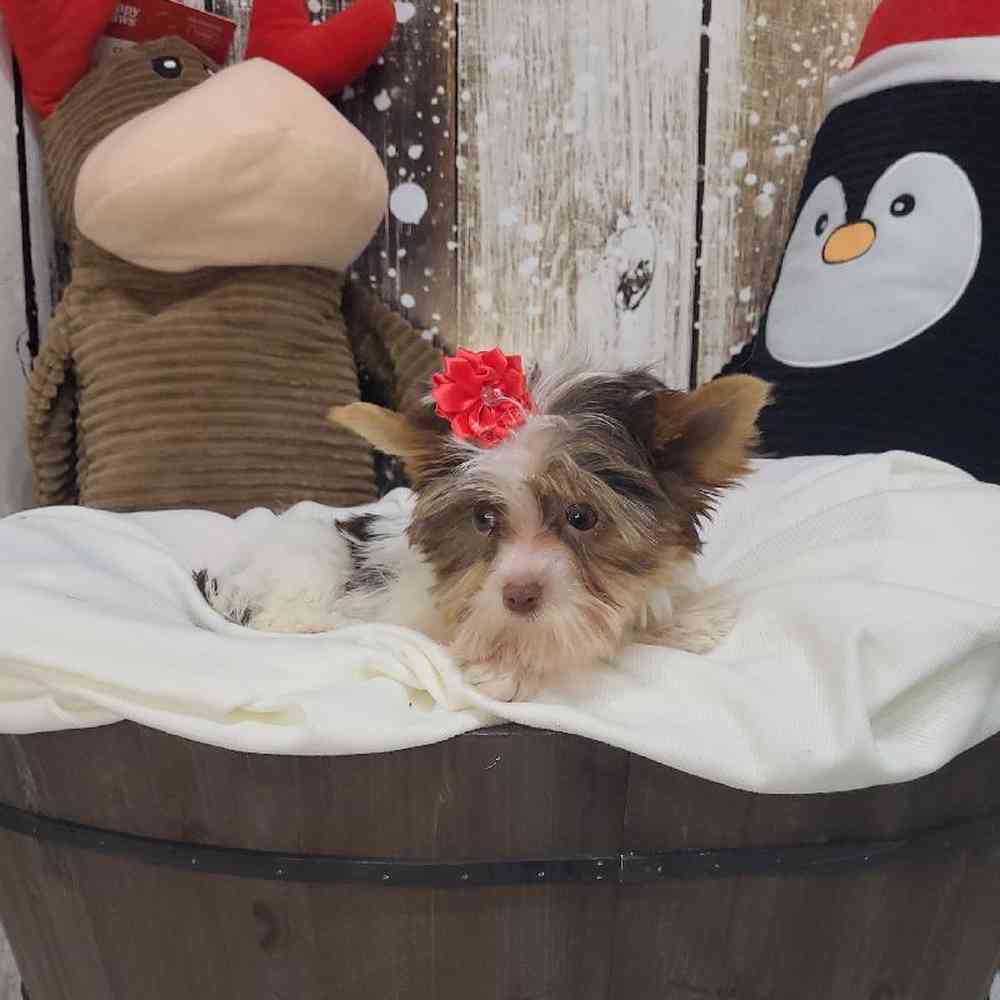 Female Yorkshire Terrier Puppy for Sale in Saugus, MA